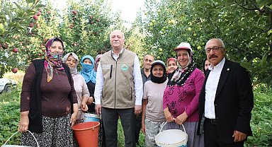 Şemsi Bayraktar, Çivril'de elma hasadı yaptı