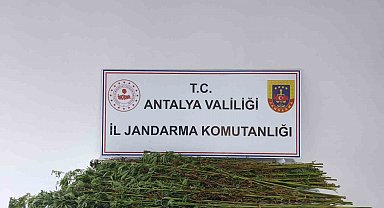 Serik'te 80 kök kenevir bitkisi ele geçirildi