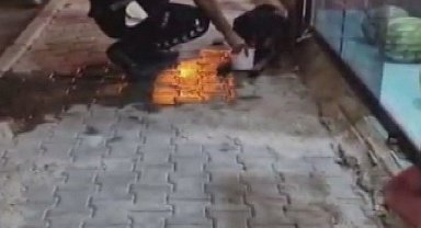 Silahla vurulan sokak köpeğine polis ekipleri sahip çıktı