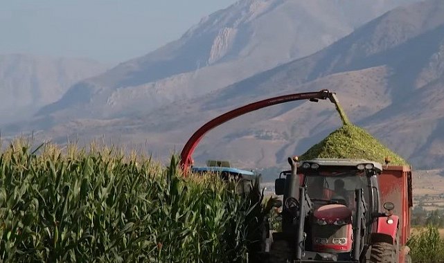 Silajlık mısır hasadı sürüyor