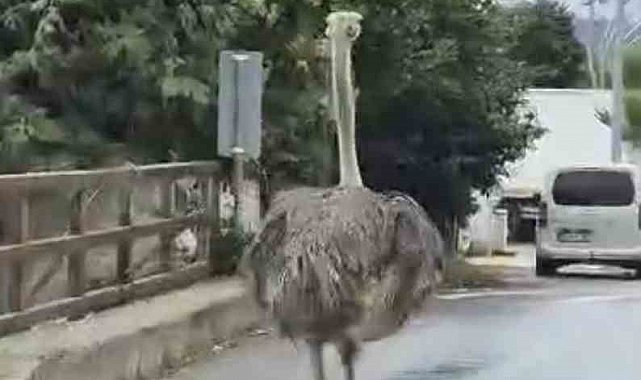 Şile'de hayvanat bahçesinden kaçan deve kuşu ortalığı birbirine kattı