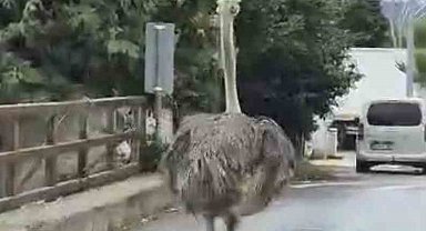 Şile'de hayvanat bahçesinden kaçan deve kuşu ortalığı birbirine kattı