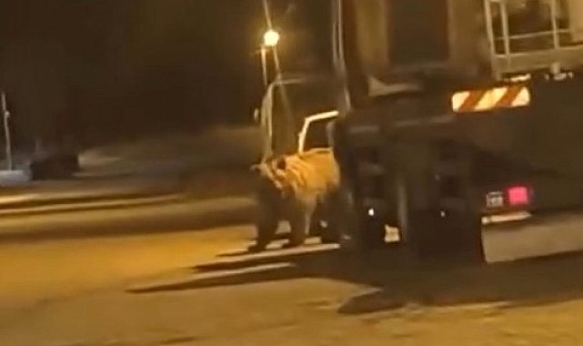 Sinop'ta ayı araçların arasında dolaştı