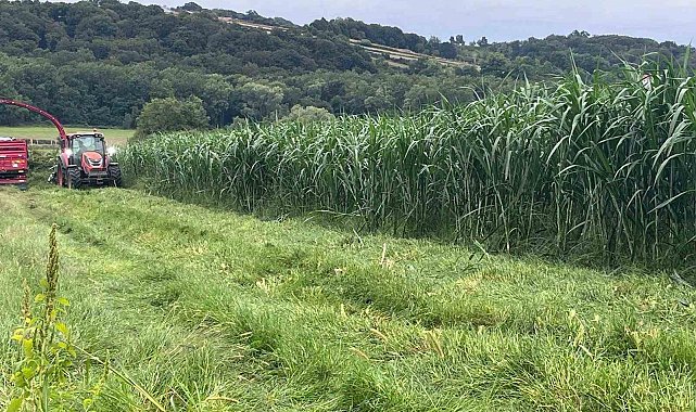 Sinop'ta maralfalfa üretiminde ilk hasat yapıldı