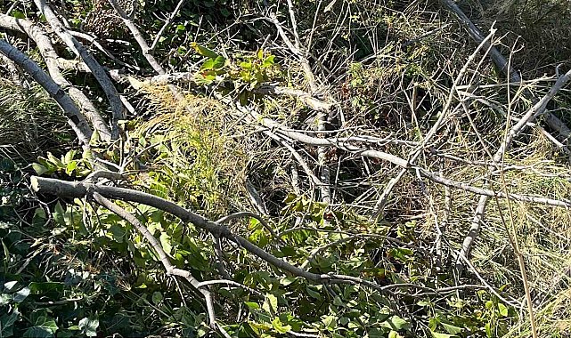 Sinop'ta şiddetli rüzgar ağaçları devirdi