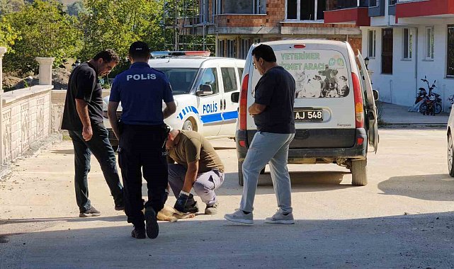 Sinop'ta sokak köpeği silahla vurularak öldürüldü