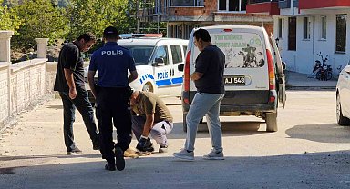 Sinop'ta sokak köpeği silahla vurularak öldürüldü