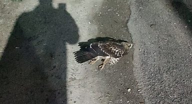 Sinop'ta yaralı bulunan doğan tedavi altına alındı