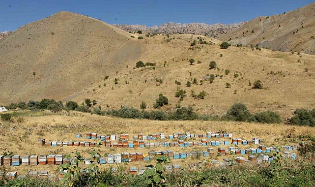 Şırnak dağlarından Londra'ya uzanan 'altın' hikaye