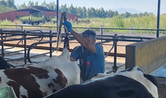 Söke'de hastalıktan ari işletmelerde rutin sağlık kontrolleri sürüyor
