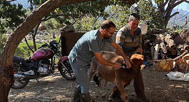 Söke'de sonbahar dönemi şap aşılama çalışmaları sürüyor