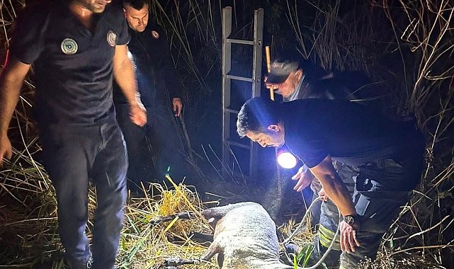 Su kuyusuna düşen koyun itfaiye ekiplerince kurtarıldı