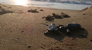 Sürpriz yuvadan 67 caretta caretta yavrusu çıktı