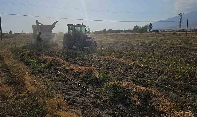 Tarımın kalbi Adilcevaz'da fasulye hasadına başlandı