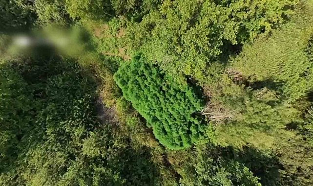 Tarlada 123 kök kenevir ele geçirildi: Kenevir tarlası havadan görüntülendi