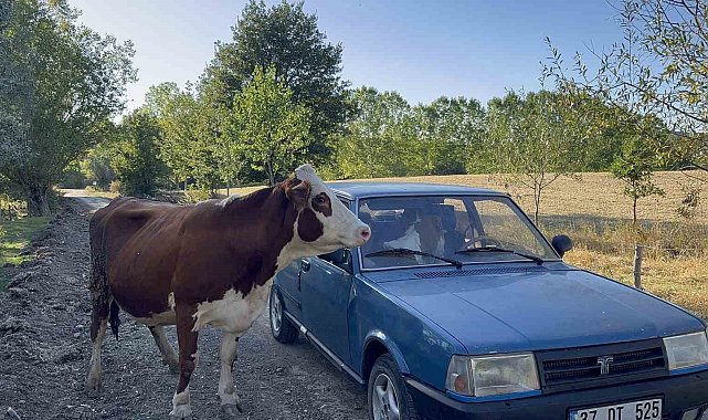 Tarlada doğan buzağıyı aracıyla eve taşıdı, ineğin tepkisi iç ısıttı
