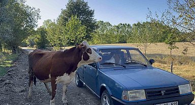 Tarlada doğan buzağıyı aracıyla eve taşıdı, ineğin tepkisi iç ısıttı