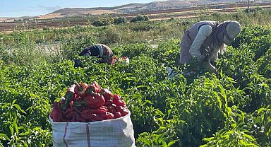 Tarlalardan sofralara acı yolculuk başladı