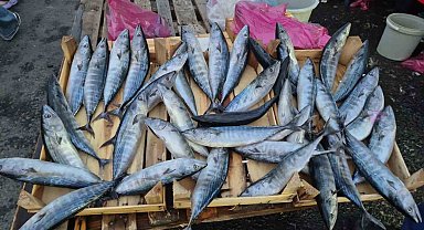 Tekirdağ'da palamut 75 TL'ye kadar düştü