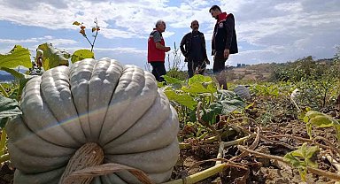 Tekirdağ'da tarladan sofraya bal kabağı mesaisi