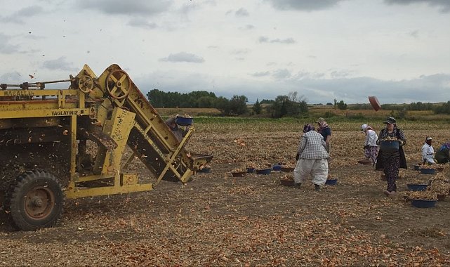Tescilli Suluova soğanında 100 yıllık hasat başladı: Tarlada 15 TL