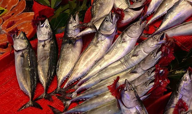 Trabzon'da palamut bereketi: 1 Eylül'den bu yana bin 300 ton palamut avlandı