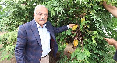 Tropikal meyveler Karadeniz'i sevdi