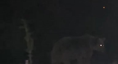 Tunceli'de ayılar ilçe merkezinde yiyecek ararken görüntülendi