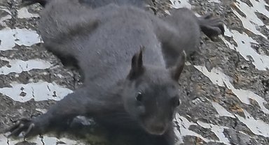 Tunceli'de nadir görülen kara sincap görüntülendi