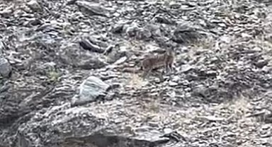 Tunceli'de vaşak görüntülendi