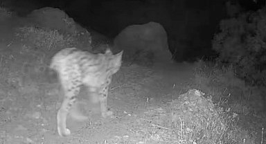 Tunceli'nin doğal yaşamı fotokapanla gözler önüne serildi
