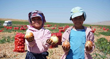 Türkiye'nin soğan ihtiyacını karşılayan tarlalar kırmızıya büründü: Başkent'te 300 kişilik mesai başladı
