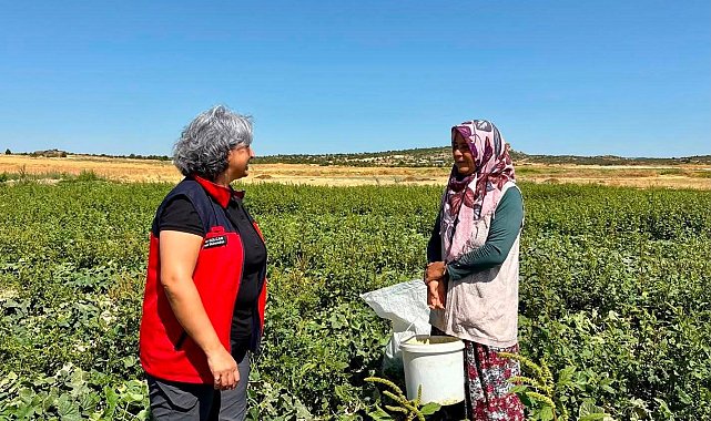 Turşuluk salatalık hasadı sürüyor