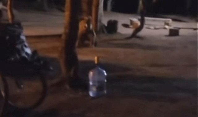 Uludağ'da çadır kuran ailenin yanına aç kalan ayı geldi