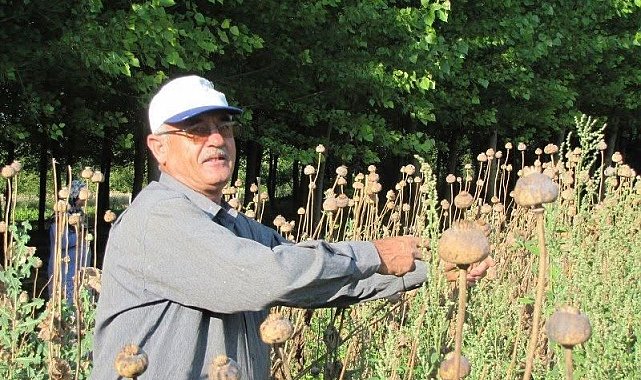 Üreticilerden haşhaş tohumu alım yapılacak