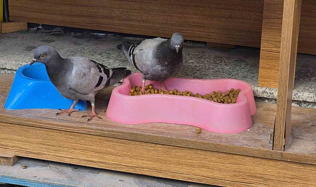 Üşüyüp acıkan güvercinler kediler için konulan kuru mamaları yedi