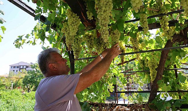 Üzüm tutkusu 650 çeşitlik koleksiyona dönüştü