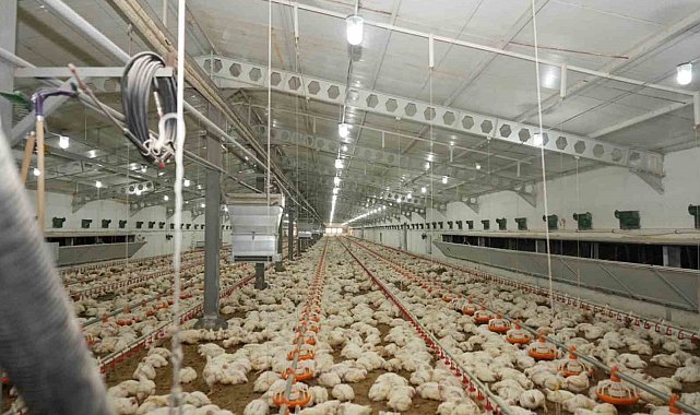 Üzümlü'de tavuk çiftliğinde inceleme yapıldı