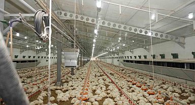 Üzümlü'de tavuk çiftliğinde inceleme yapıldı