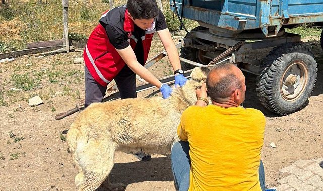 Valilik köpek sahiplerini uyardı: Kayıt yaptırmayana 10 bin, ter edene 108 bin TL ceza