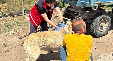 Valilik köpek sahiplerini uyardı: Kayıt yaptırmayana 10 bin, ter edene 108 bin TL ceza