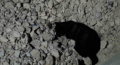 Van Gölü sahilinde sıra dışı anlar: Kedi yakaladığı fare ile saatlerce oynadı