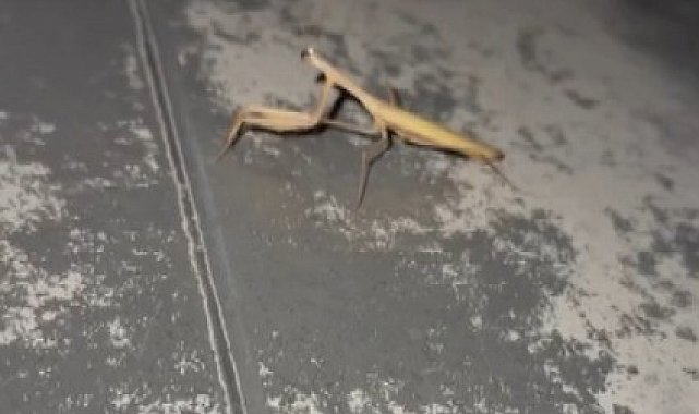 Vatandaşın Peygamber devesi ile diyalogu gülümsetti