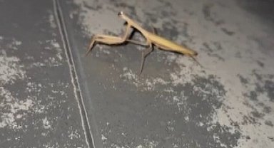 Vatandaşın Peygamber devesi ile diyalogu gülümsetti