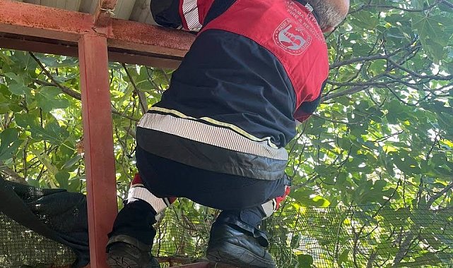 Vatandaşları tedirgin eden 1 buçuk metre yılanı itfaiye yakaladı