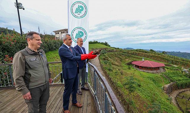 Yaralı arı şahinleri tedavilerinin ardından doğaya salındı