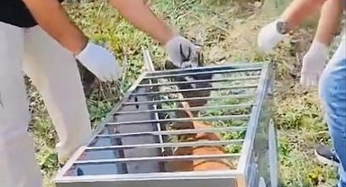 Yaralı karaca tedavisinin ardından doğaya salındı