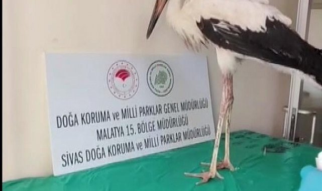 Yaralı leylek tedavisinin ardından doğaya bırakıldı