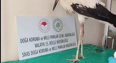Yaralı leylek tedavisinin ardından doğaya bırakıldı
