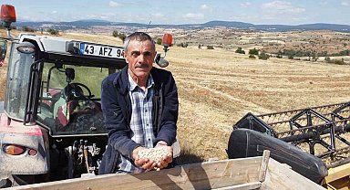 Yerli nohut çeşidinde hasat zinciri büyüyor